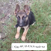 توله سگ ژرمن اصل ( نر ) ۸۸ روزه|سگ|لاهیجان, خمیر کلایه|دیوار