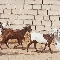 فروش ۸ عدد بز اوست