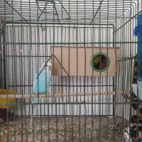 جفت مرغ عشق بالغ