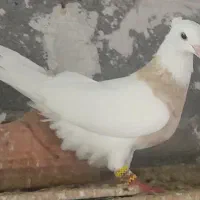 طوقی|پرنده|کلاله, |دیوار