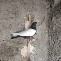 4عدد کبوتر خوشکلیکت نر پلنگ نرسیده سینسیاه نر