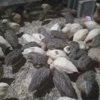 فروش بلدرچین جوان
