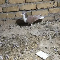 ساده سرخ نر چشم دورنگ|پرنده|میان ولایت, |دیوار