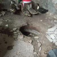 اردک