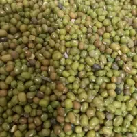 ماش محلی ارگانیک