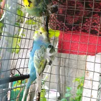 مرغ عشق پروانه‌ای|پرنده|دوگنبدان, |دیوار