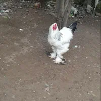 تخم نطفه دار برهما لایت اصیل|حیوانات مزرعه|رودسر, |دیوار