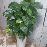 گل پتوس زیبا|گل و گیاه طبیعی|سنندج, |دیوار