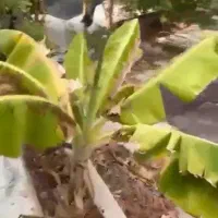 بشتابیدتنها یک فرصت باغ کازرون، امروز بخرید