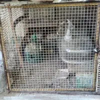 قفس سگ .کبوتر