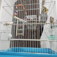 طوطی عروس هلندی
