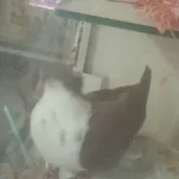 سلام نر شیرازی