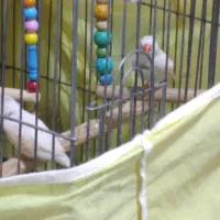 مرغ عشق و فنج|پرنده|قم, علی آباد|دیوار