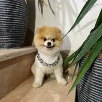 خرسی بوفیس نر جفتگیری