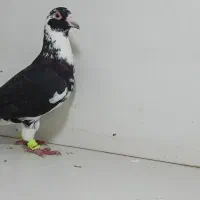 12تا کبوتر ماده سار و ماده ابلغ