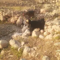 نر بز|حیوانات مزرعه|سرپل ذهاب, |دیوار