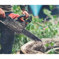 قطع انواع درختان باغی و غیر باغی