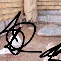 کبوتر گرگی زرد و قرمز ۲۰عدد