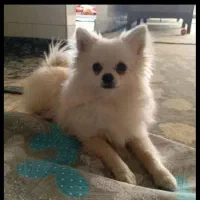 پامر روباهی