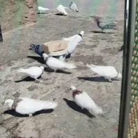 کبوتر