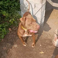 واگذاری پیتبول بولی ۲ساله ماده توله دهی خوبی داره|سگ|املش, |دیوار