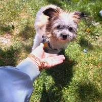 سگ شیتزو اصل