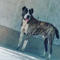 واگذاری سگ الابای