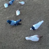 کبوتر کله ای|پرنده|فیروزآباد (آذربایجان), |دیوار