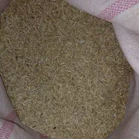 فروش بذر جو آبی بهمن پایه کوتاه و بذر گندم پیشگام