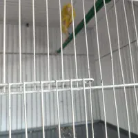 قناری طلایی جیبر|پرنده|شیراز, شاهچراغ|دیوار