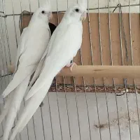 عروس هلندی لوتینو جفت بالغ با تخم