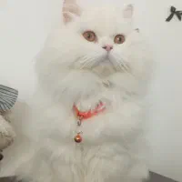 گربه پرشین عروسکی|گربه|ارومیه, |دیوار