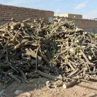 فروش چوب مرکبات(پرتقال)