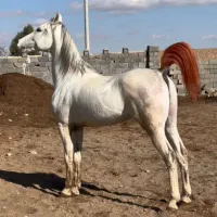 سیلمی عرب خالص ایرانی