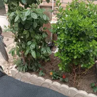 تمیزکار خانم جهت امور منزل