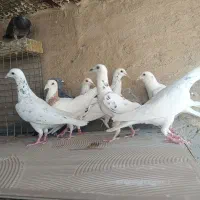 کبوتر پلاکی|پرنده|یزد, |دیوار