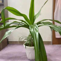 گل آپارتمانی اشک ملکه|گل و گیاه طبیعی|اصفهان, شهرک کاوه|دیوار