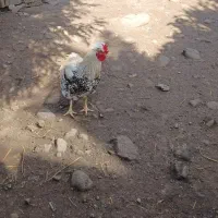 مرغ خروس فروشی|حیوانات مزرعه|اسالم, |دیوار