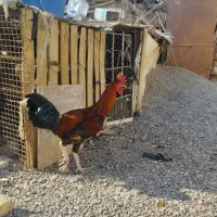 خروس نسل لاری