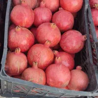 انار درجه یک با بهترین کیفیت