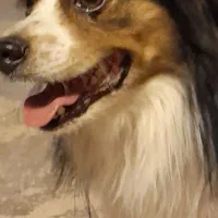 واگذاری یک قلاده سگ المانی اشپیتز