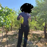 فروش باغ بادام مامایی یک هکتاری طرح وحدت مارکده