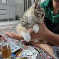 واگذاری گربه|گربه|کرمان, |دیوار