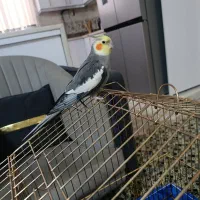 عروس هلندی مولد سخن گو