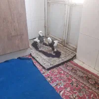 کفتر توقی نره و ماده و با سفید چشم سفید با زمانت|پرنده|بم, |دیوار