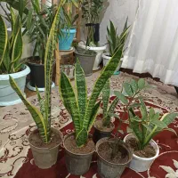 فروش گلهای اپارتمانی در بومهن
