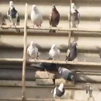 کبوتر بارجدیدرسید|پرنده|کوهدشت, |دیوار