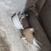 کبوتر
