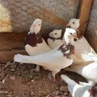 کبوترطوقی|پرنده|اردکان, |دیوار