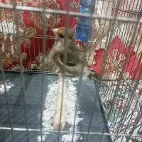 جوجه سهره قناری|پرنده|اندیشه, اندیشه فاز ۱|دیوار